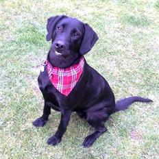 Blanding af racer | Sille | Tricks hunden**