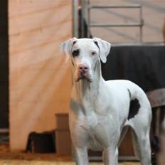 Grand danois = Opi =