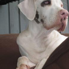 Grand danois = Opi =