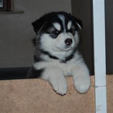 Alaskan malamute alaskans-miqila Xena