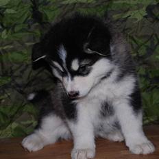 Alaskan malamute alaskans-miqila Xena