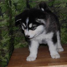 Alaskan malamute alaskans-miqila Xena