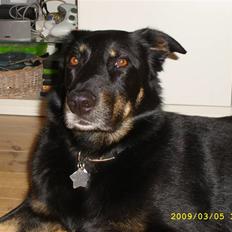 Blanding af racer Simba