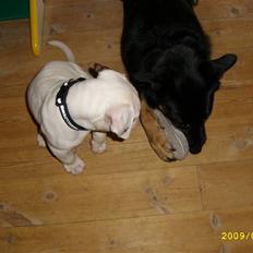 Blanding af racer Simba