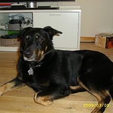 Blanding af racer Simba