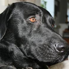 Labrador retriever Thor