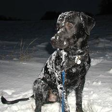 Labrador retriever Thor