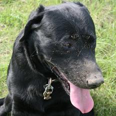 Labrador retriever Thor