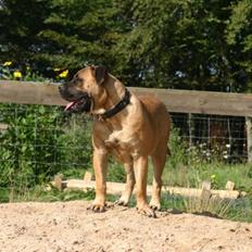 Boerboel RATHMANNS HARRY