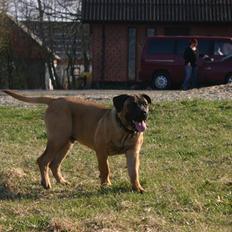 Boerboel RATHMANNS HARRY