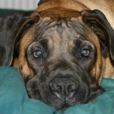 Boerboel RATHMANNS HARRY