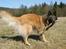 Tervueren Chacami Dess * Himmelhund - April 2009