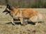 Tervueren Chacami Dess * Himmelhund - April 2009