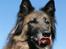 Tervueren Chacami Dess * Himmelhund - April 2009