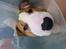 Blanding af racer (bullterrier) Gizmo R.I.P