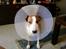 Blanding af racer (bullterrier) Gizmo R.I.P