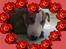 Blanding af racer (bullterrier) Gizmo R.I.P