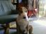 Blanding af racer (bullterrier) Gizmo R.I.P