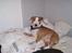 Blanding af racer (bullterrier) Gizmo R.I.P