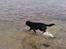 Labrador retriever joey - maj 2010 joey i vandet<3