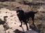 Labrador retriever joey - maj 2010