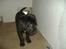Labrador retriever joey - 3/4