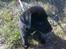Labrador retriever joey - 3/4