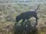 Labrador retriever joey - 3/4
