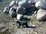 Labrador retriever joey - 3/4