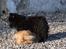 Blanding af racer Bamse