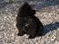 Blanding af racer Bamse