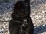 Blanding af racer Bamse