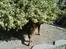 Labrador retriever kenzo<3 R.I.P min prins ;'( - kan i? ;D 