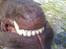 Labrador retriever kenzo<3 R.I.P min prins ;'( - se mine bisser <3 ;D 