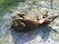 Labrador retriever kenzo<3 R.I.P min prins ;'( - manse´miin<3