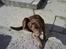 Labrador retriever kenzo<3 R.I.P min prins ;'( - uuhh det klør xD <3 ¨