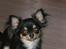 Chihuahua Coco Chanel
