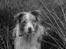Border collie Gjerulff BS After Eight