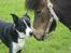 Border collie Spot - R.I.P 18/5 2010 - 18. Spot og Findus