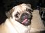 Mops Ibeth Pug Dominic Purcell