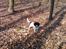 Field Trial spaniel Trille Lund