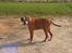 Boxer Chang R.I.P.
