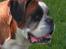 Boxer Chang R.I.P.