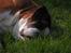 Boxer Chang R.I.P.