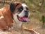 Boxer Chang R.I.P.