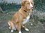 Nova scotia duck tolling retriever Luna - 2009 - påsken