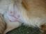 Nova scotia duck tolling retriever Luna - 50 dage drægtig