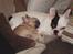 Fransk bulldog Sascha - R.I.P - Putter lige med Josie pigen :)