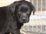 Labrador retriever Chief (Cody's A Man) * DØD * - Chief lige efter jeg havde valgt ham i kuldet ... han er her 5 uger 4 dage gammel :o)