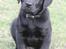Labrador retriever Chief (Cody's A Man) * DØD * - Chief, 8 uger og 1 dag gammel :o)